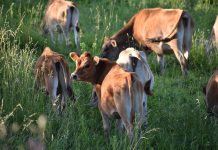 6 tips to keep your livestock parasite free