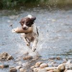 Dog training in the heat of summer