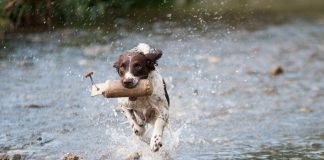 Dog training in the heat of summer