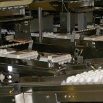 eggs on conveyor