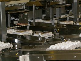 Egg prices good for consumers, bad for farmers eggs on conveyor