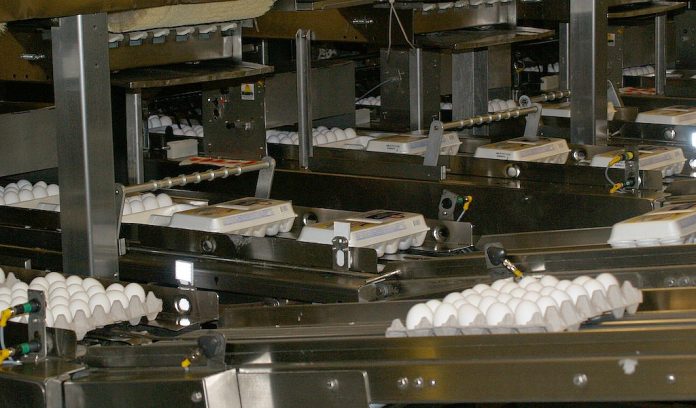 eggs on conveyor eggs on conveyor