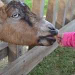 Animal lovers start young in my family
