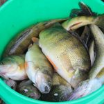 Top water bass fishing about to peak