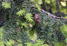 Hemlock pest discovered in Scioto County