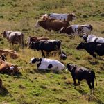 Screwworm still a serious threat to livestock