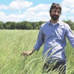 Kernza could be promising grain, forage crop Kernza crop