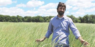 Kernza could be promising grain, forage crop Kernza crop