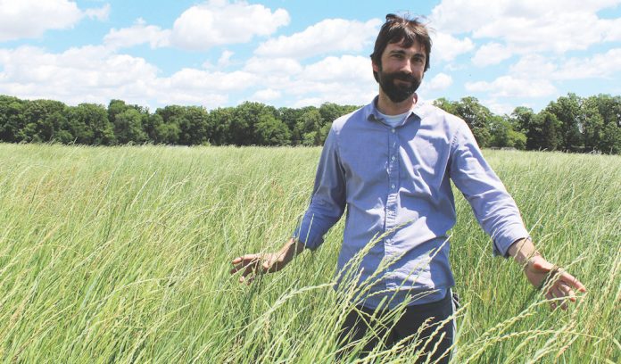 Kernza 6 Kernza crop