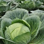 How to avoid early season pests in your vegetable garden