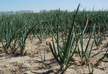 OSU plans muck crop field day