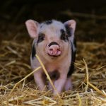 Saying goodbye to a favorite family farm pig piglet