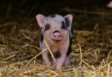 Holding time for feed may reduce swine disease risk piglet