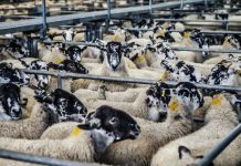 Sheep industry educates on wool website