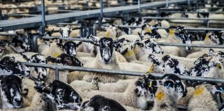 Sheep industry educates on wool website