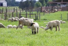 Ohio Sheep Day focuses on flock health Sheep in field
