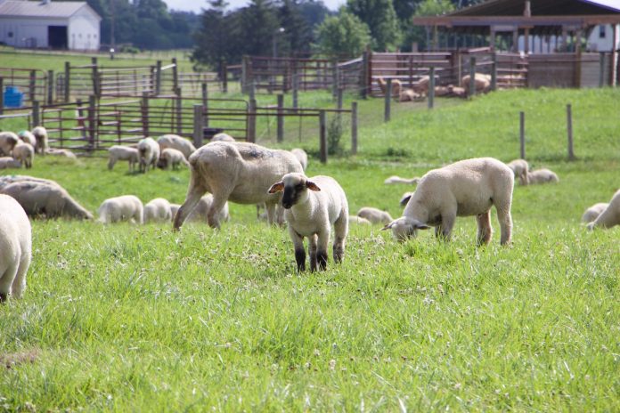 OARDC Sheep OARDC Sheep