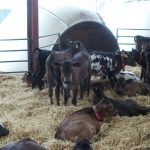 Ban IAB (It’s Always Been) syndrome Scotland