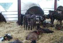 Ban IAB (It’s Always Been) syndrome Scotland