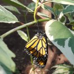 How to find and raise Monarch caterpillars