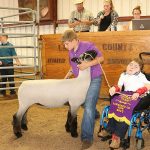 Lawrence grand lamb in ring