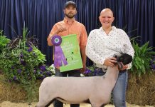 Mercer County 4-H Roundup results Mercer grand lamb