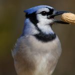 Prepare now for the arrival of blue jays