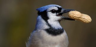 Prepare now for the arrival of blue jays