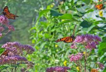 Help save Monarch butterflies in Ohio