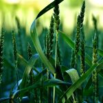 A plant’s fungal roots