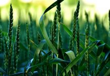 A plant’s fungal roots