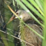 Get your feet wet to spot the elusive rail