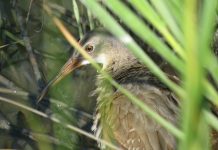 Get your feet wet to spot the elusive rail
