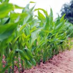 American Farmland Trust announces new food guide