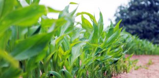 American Farmland Trust announces new food guide