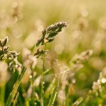 Control weeds with pasture management