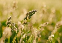 Control weeds with pasture management