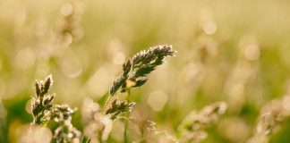 Control weeds with pasture management