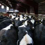 Farmers invited to discuss Pa. dairy study