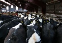 Farmers invited to discuss Pa. dairy study