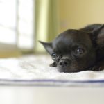 How to get rid of fleas