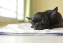 How to get rid of fleas