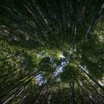 Management practices to improve forest health and timber harvests forest