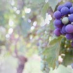 Vineyards to host Twilight Grape Tour