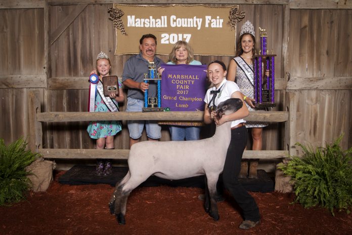 Marshall County grand champion lamb grand champion lamb