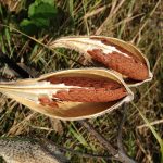 milkweed