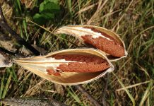 Summit County collecting milkweed pods milkweed
