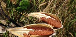 Summit County collecting milkweed pods milkweed