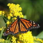 Good opportunity for tagging Monarchs monarch butterfly