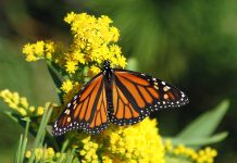 How to help Monarch butterflies survive migration monarch butterfly